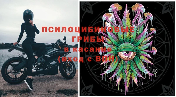 индика Каменногорск